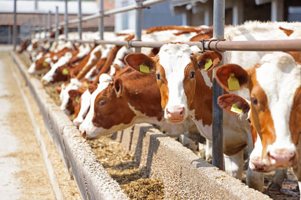 Animal Feed 2