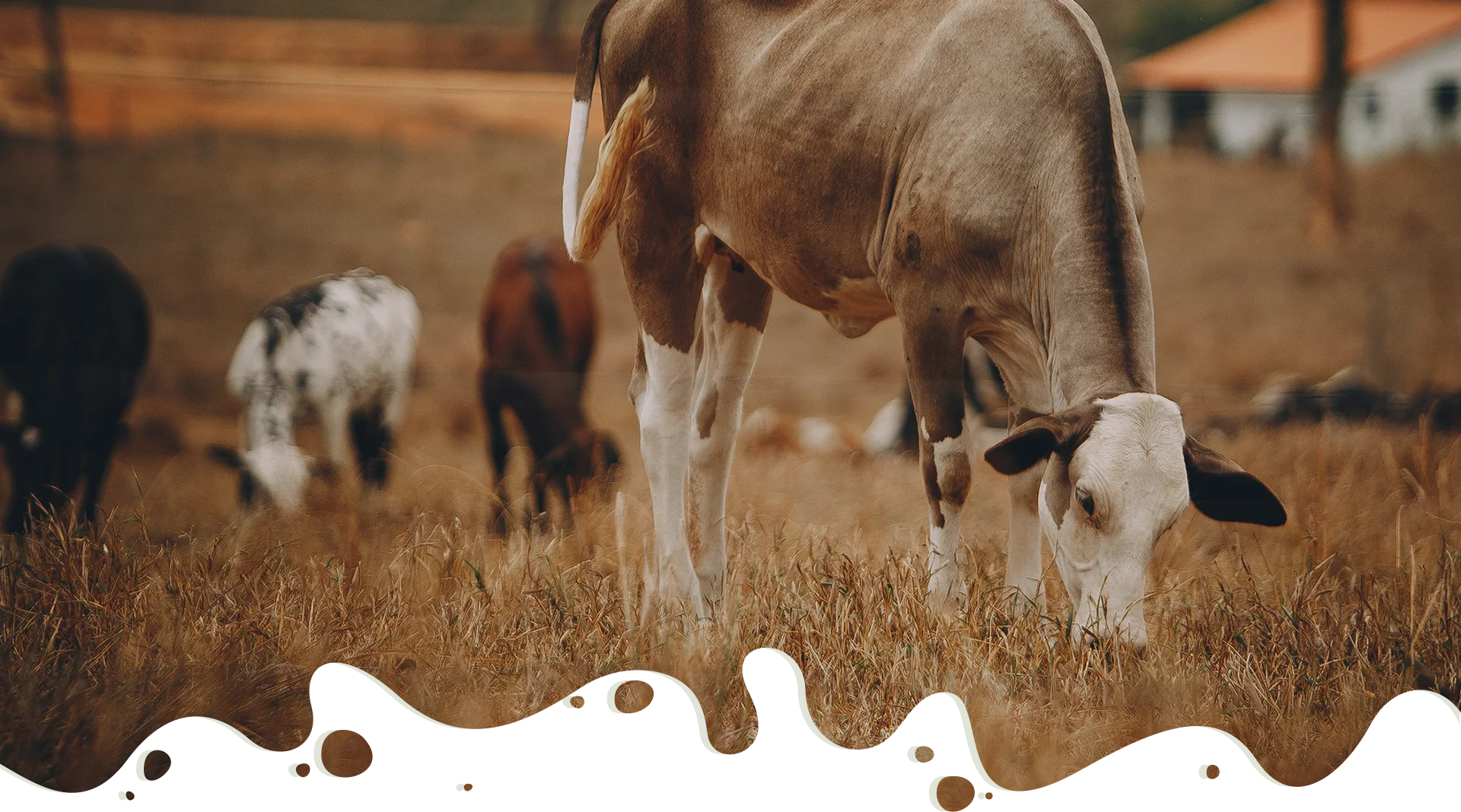 Brahmi Cattle Feed