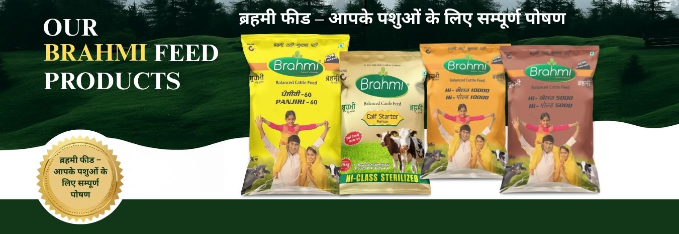 brahmi cattle  feed