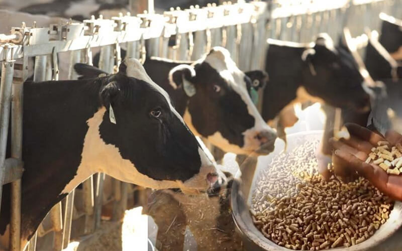 Brahmi Cattle Feed