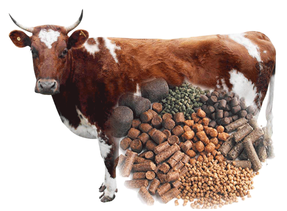 cattle feed